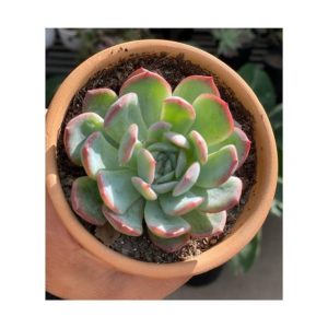 Evergreen succulent plants are the perfect gifts for Christmas