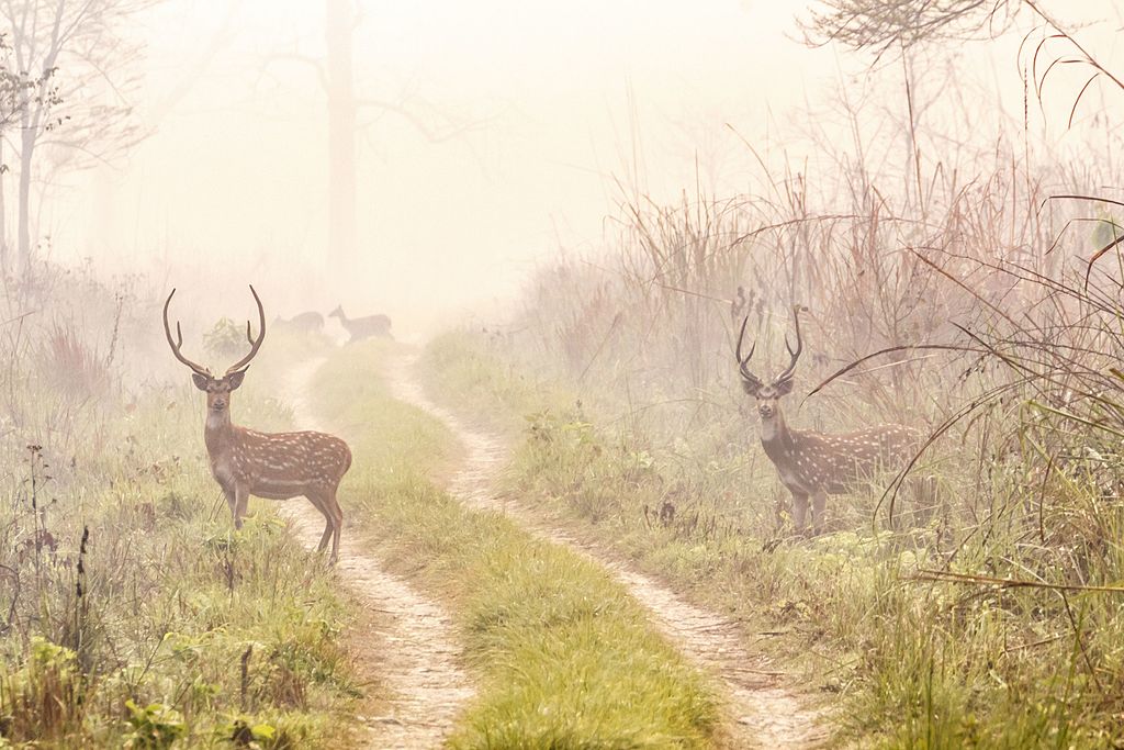 Deer in foggy morning spotted in Chitwan, Nepal