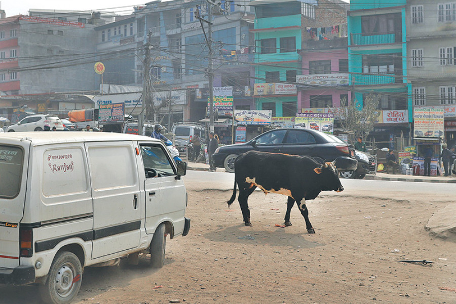 cows in street in nepal