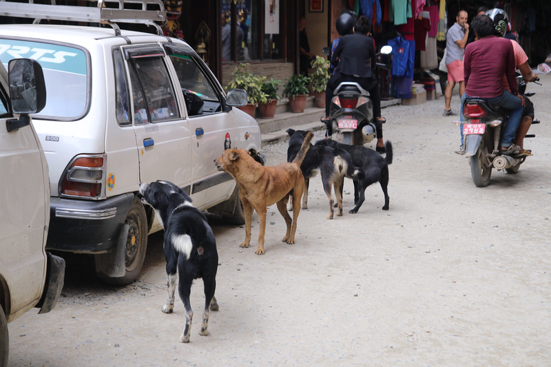 Street dogs in Kathmandu