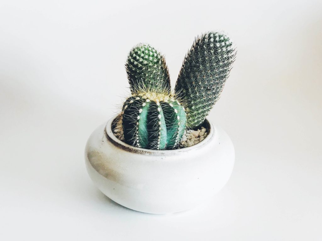 cactus for your desk