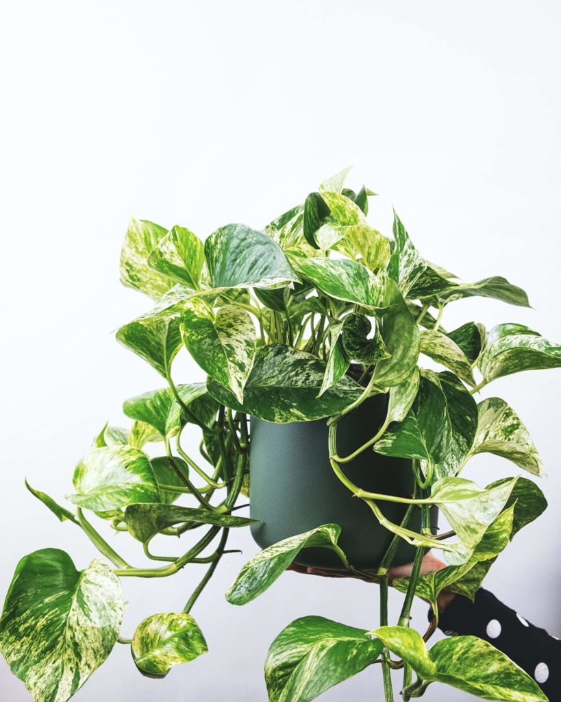 pothos for your balcony