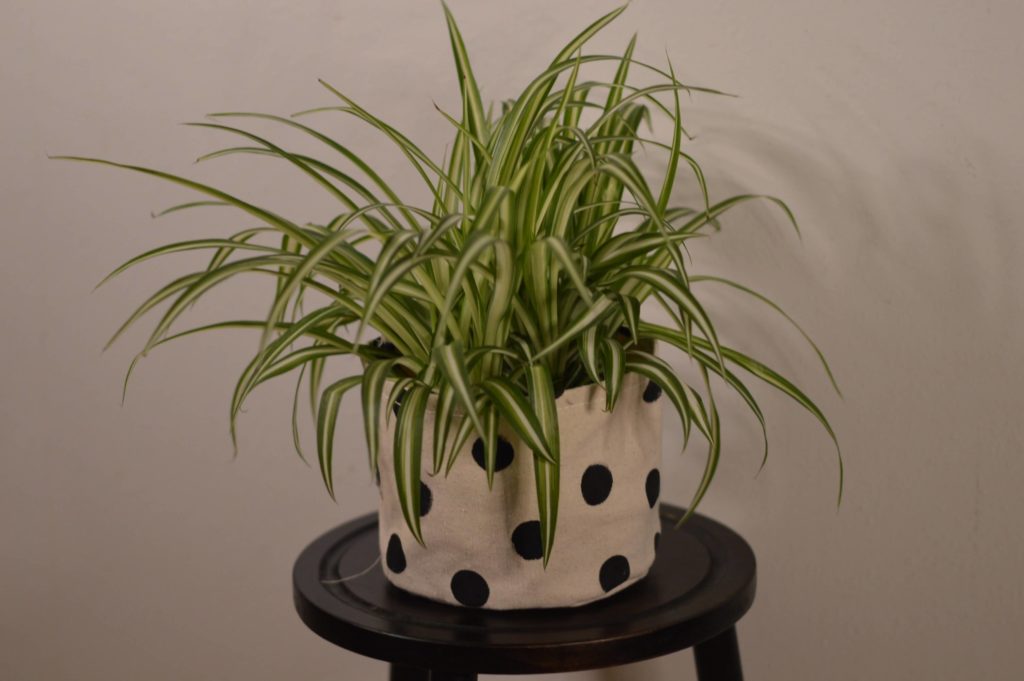 spider plant for your room