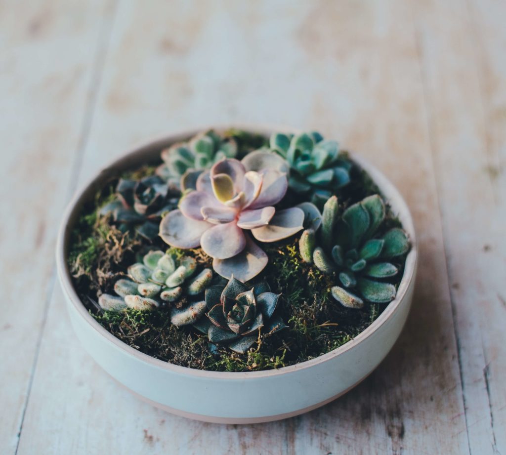 succulents to care for